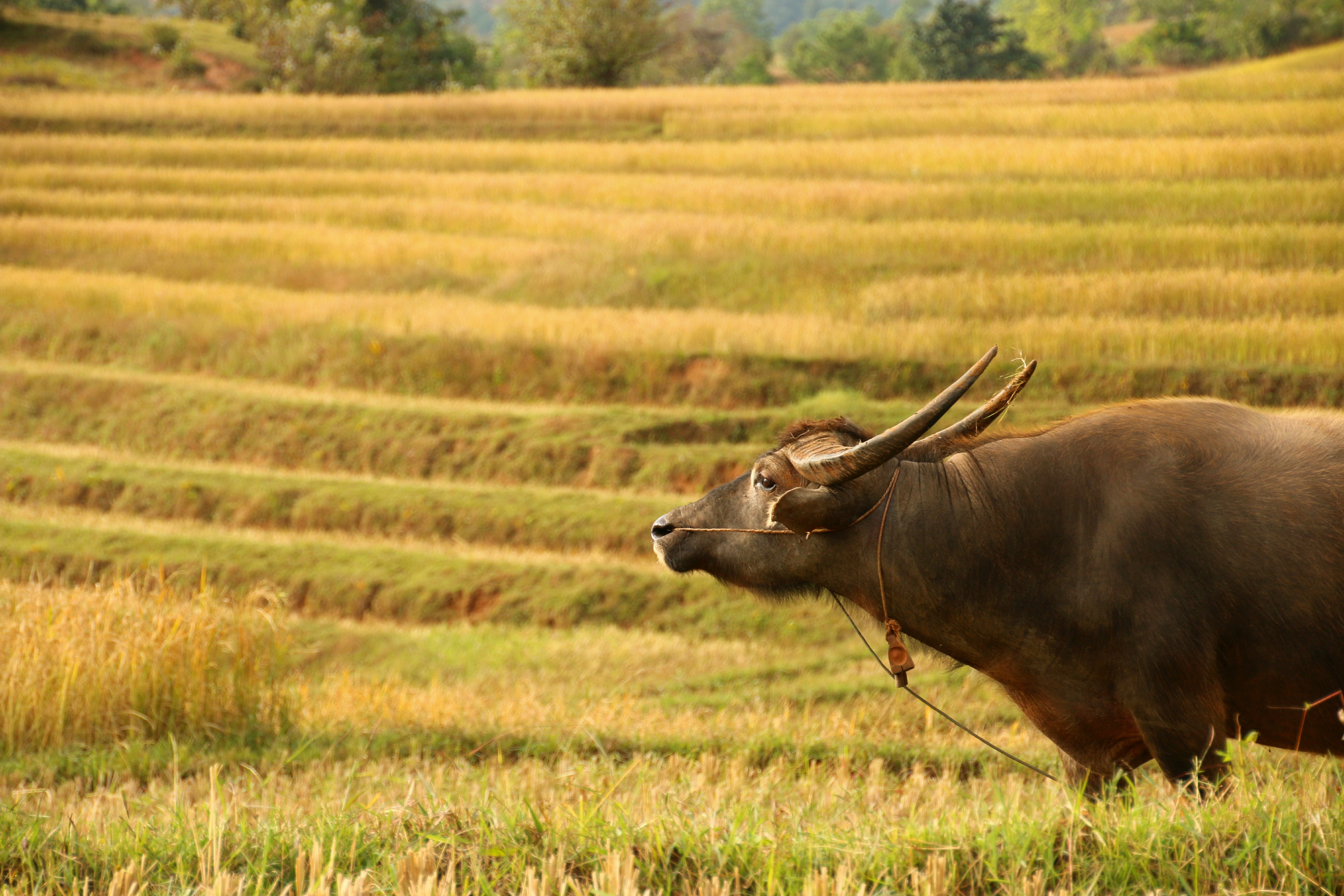 Trekking: Kalaw – Inle Lake