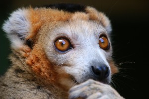 Lemur